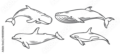 Ocean life wildlife collection featuring various cetaceans like sperm whale humpback dolphin and orca perfect for aquatic biology education material and marine preservation awareness campaigns