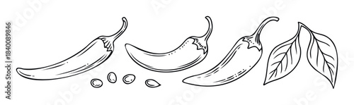 Hand drawn line art featuring chili peppers seeds and leaves for culinary themes and healthy eating concepts.