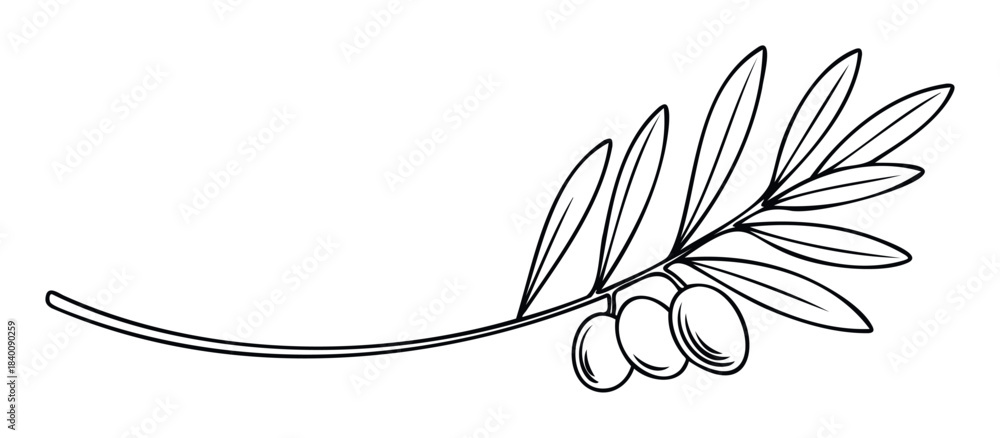 Fototapeta premium Branch with olives and leaves in a minimalist line drawing for food and wellness branding and organic product promotion.