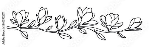 Black ink line drawing of a branch with magnolia blossoms and leaves in a natural arrangement for floral decor or botanical designs