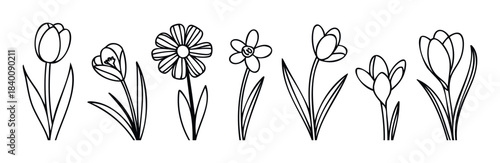 Set of simple outline flower drawings including tulips daffodils and crocuses perfect for spring related themes and floral designs