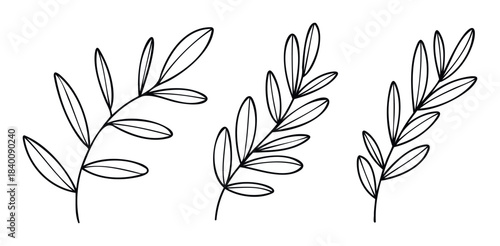 Hand drawn botanical branches with delicate leaves for organic floral and natural decor use in graphic projects
