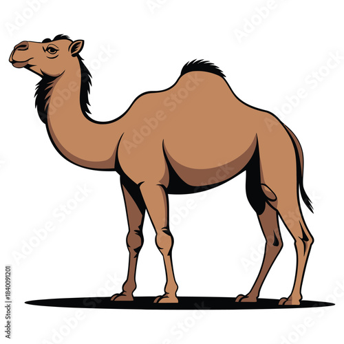 camel in desert
