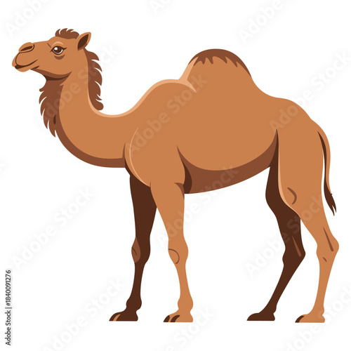 camel cartoon illustration