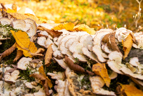 bracket fungus or shelf mushroom
