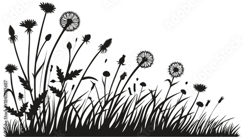 Vector illustration dandelion silhouette grass border vector illustration