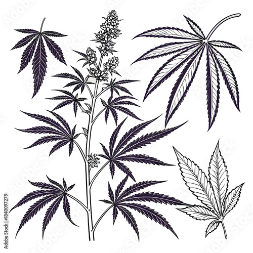 Vector illustration cannabis plant and leaves illustration
