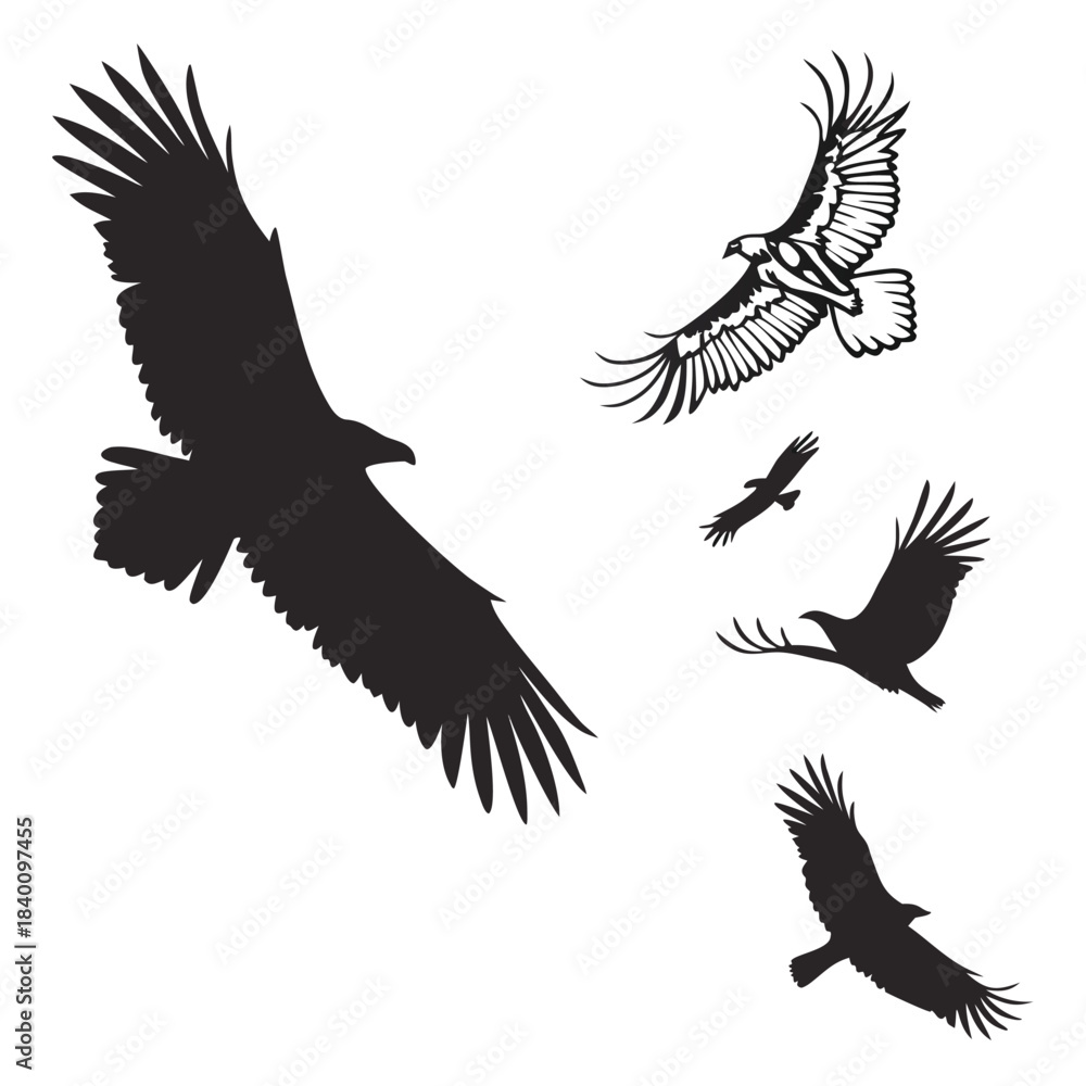 Fototapeta premium Vector illustration collection of five flying eagles and vultures silhouettes and outline vector graphics