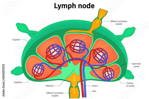 Lymph node structure vector. Afferent and efferent vessels. Immune System.