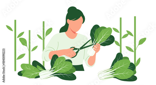 Woman Harvesting Bok Choy Vegetables in Vector Style Illustration With Black Background