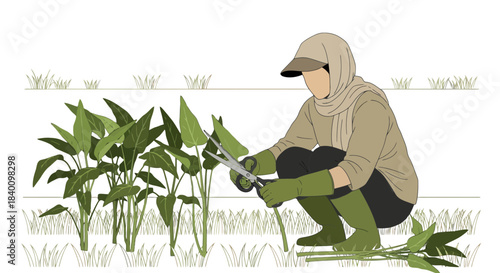 Woman Harvesting Greens in Field with Scissors Amidst Vibrant Vegetation