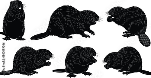 Beaver silhouette collection, wildlife pose, animal behavior, nature icon, fur texture, flat tail, cad drawing flat vector illustration, black shapes, forest species