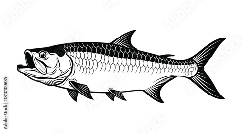 Black Silhouette of a Tarpon Fish fishing saltwater