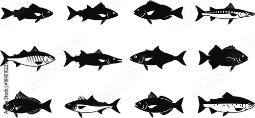 Fish silhouette collection, aquatic species, marine life, underwater icon, fin shapes, body contour, cad drawing flat vector illustration, black sea creatures