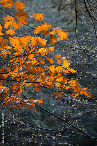Bright orange yellow autumn leaves against a dark forest background.