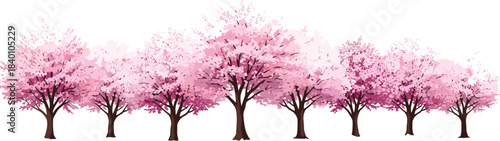 Row of vibrant pink cherry blossom trees vector illustration border on a white background for spring season design elements and banners.