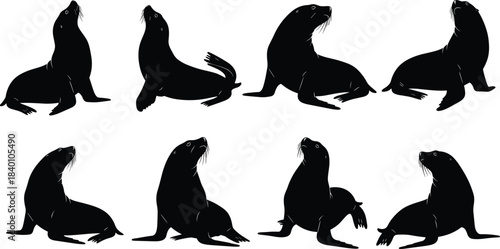 Sea lion silhouette collection, marine animal, wildlife pose, aquatic behavior, coastal species, nature icon, cad drawing flat vector illustration, black shapes, ocean life