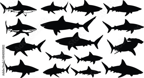 Shark silhouette collection, marine species, ocean predator, aquatic icon, fin shape, body contour, cad drawing flat vector illustration, black sea creatures