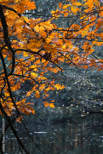 Bright orange yellow autumn leaves against a dark forest background.