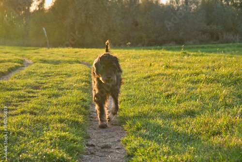 cheerful golden doodle dog runs along a meadow path in the warm evening light.