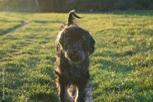 cheerful golden doodle dog runs along a meadow path in the warm evening light.