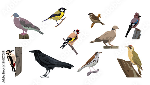 Collection of birds. Wild pigeon, lay, sparrow, tit, crow. Flat vector illustration. 