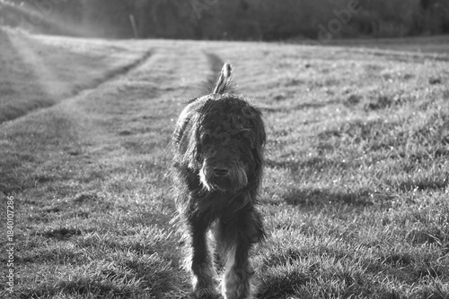 cheerful golden doodle dog runs along a meadow path in the warm evening light.