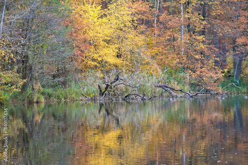 Golden autumn at the lake, calm water reflects the luminous deciduous forest.