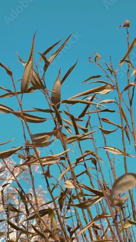 Withered willow leaves against a blue autumn sky on a sunny day - a beautiful and vibrant video that perfectly captures the essence of autumn.