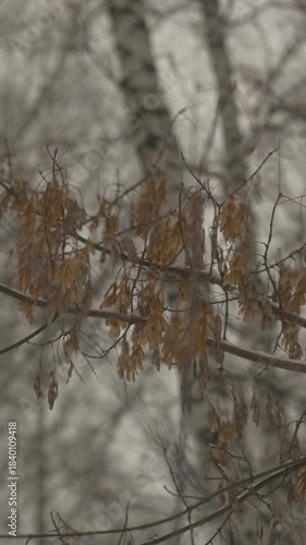 Vertical video. Dry maple seeds hang on branches in winter weather.