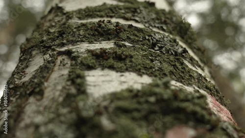 Birch trunk with green moss, in a close-up shot. The real frame.