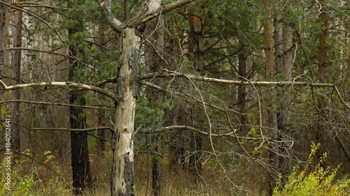 Dead Pine Tree in Autumn Forest . Dry Branches and Bare Trunk Amidst Living Trees