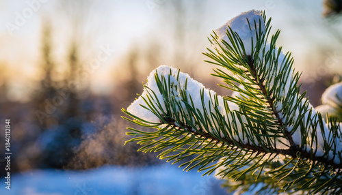 Close up Snowy Pine Tree Branch with Mist Sunny Winter