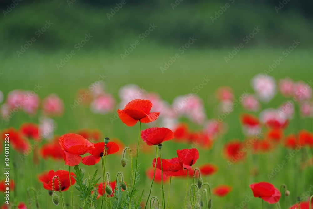 Fototapeta premium Vibrant Red Poppy Field