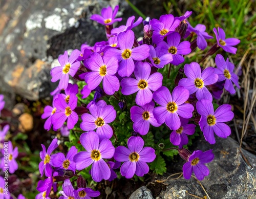Group of vibrant purple flowers with bright yellow centers, growing among gray rocks and lush green foliage