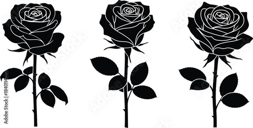 black and white roses