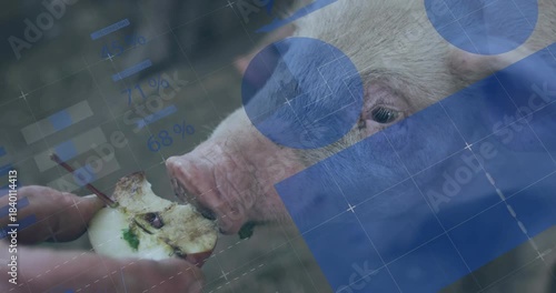 Farmhand offering half eaten apple, pig sniffing, nibbling to feed, blue overlay obscuring hand