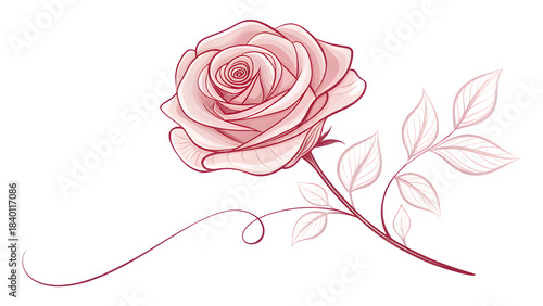 Pink rose flower line art illustration with stem isolated on transparent background