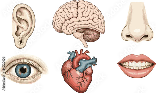 Detailed anatomical illustrations of human organs and senses, including brain, heart, eye, ear, nose, and mouth, ideal for medical education and healthcare designs