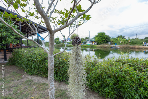view of Spanish moss on the tree, focus selective