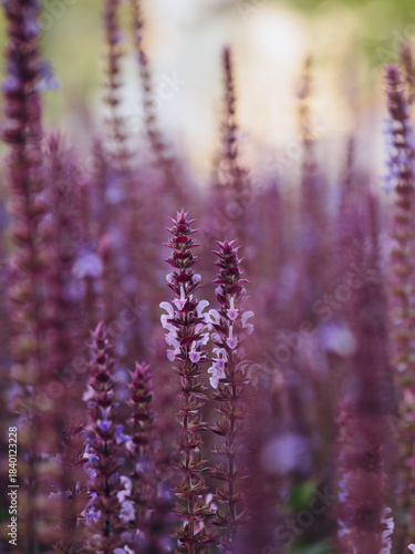 lavender flowers in the morning