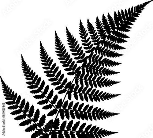 Bilde på lerret Stunning fern silhouette for elegant botanical designs, perfect for wedding invi