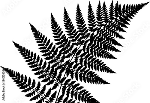 Elegant fern frond silhouette for natural design projects, a timeless botanical element perfect for logos, patterns, and artistic compositions