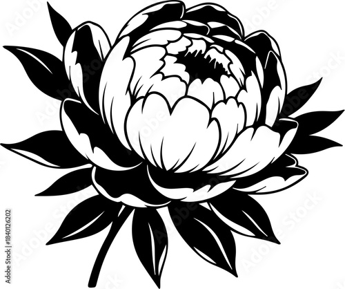 Elegant peony blossom with detailed petals, a timeless floral accent for designs needing a touch of classic beauty and natural charm, perfect for invitations