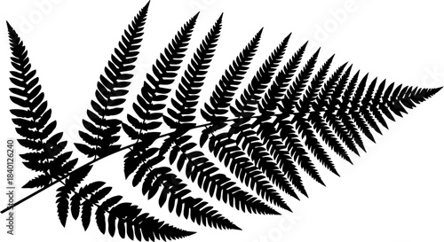 Elegant black and white silhouette of a detailed fern frond perfect for natural design projects and botanical art