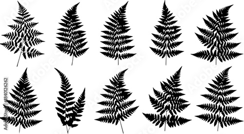 Stunning collection of diverse fern frond silhouettes perfect for elegant botanical design projects