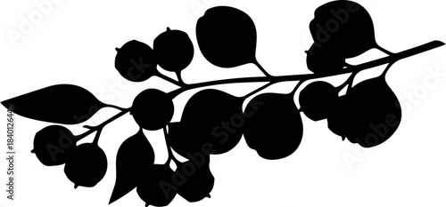 Elegant black botanical illustration of a berry branch, ideal for sophisticated design projects, inviting a touch of nature's beauty and simple charm