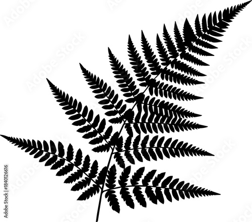 Elegant fern frond silhouette, naturally beautiful design for botanical themes, nature lovers, and modern minimalistic projects, originally scalable vector graphics