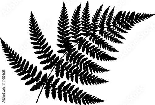 Delicate fern silhouette conveying natural beauty and organic elegance, perfect for designs needing a touch of botanical sophistication and serene simplicity