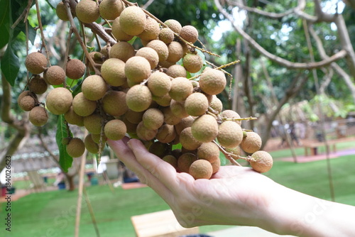 The farmer's female hand holds a bunch of fresh, sweet longan fruit in the orchard.